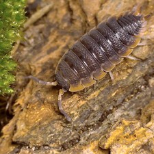 Porcellio scaber 'Red Edge'