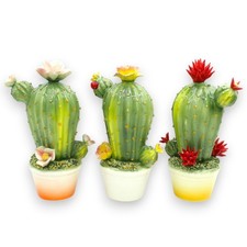 Pianta grassa in vaso