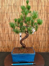 Bonsai pino pentaphilla h - bonsai, di