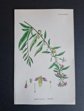 Stampa antica 1873 - Botanica