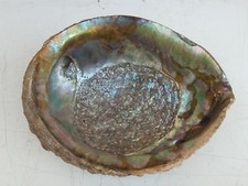 GRANDE SPLENDIDA CONCHIGLIA PER MADREPERLA MADRE PERLA COLLEZIONE cm.17 X 13,5