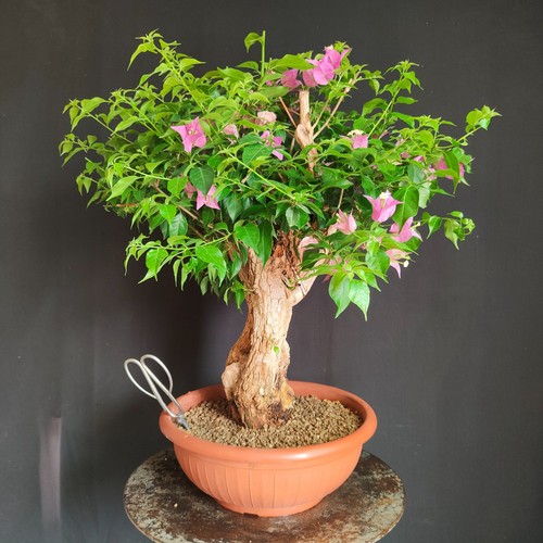 Pre bonsai esemplare - esemplare, di