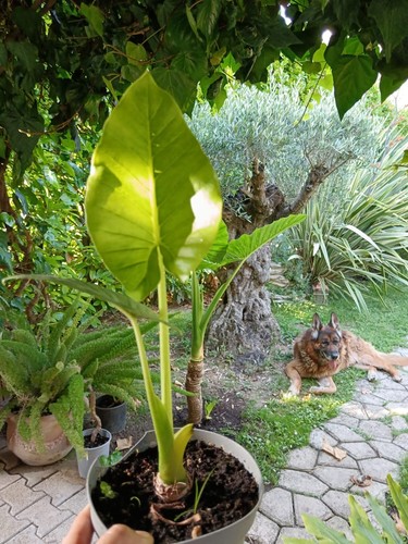Pianta alocasia macrorrhiza - pianta,