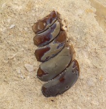 Pycnodont, Anomoeodus, Gesso