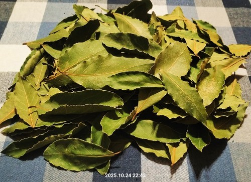 Foglie alloro biologiche - alloro,