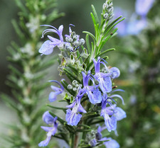 OFFERTA! 2 PIANTE SALVIA