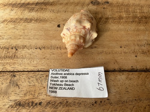 Voluta alcithoe arabica - alcithoe,