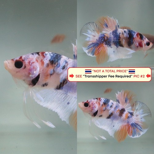 Live betta fish - live,