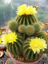 Parodia warasii, cactus