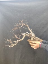 Bonsai di Prunus Mahaleb