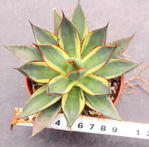 Agave bruciata borgogna - agave,