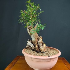 PRE BONSAI  DI MELOGRANO