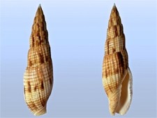 Mitridae, Mitra incompta, Mactan, Philippines, 90 mm, HARD SO NICE