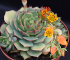 Echeveria ramillette vaso - ramillette,