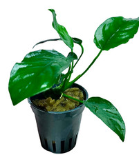 Anubias nana pianta acquario