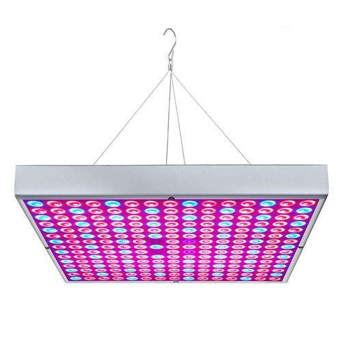 Osunby luce coltivazione - osunby,