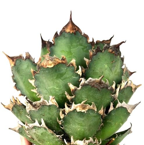 Agave titanota red - agave, cv