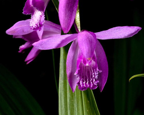 Bletilla striata 30cm - striata, 20-30cm