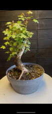 Pre Bonsai Di Acero Minore