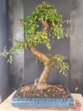 bonsai  olmo cinese   h 80 cm