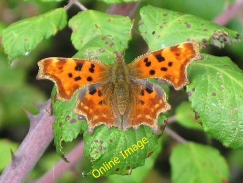 Photo 6x4 comma butterfly near - comma,