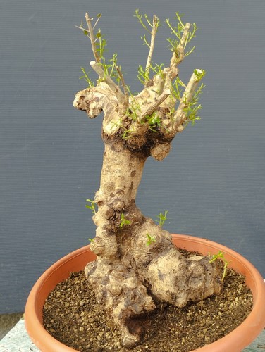Bonsai olivastro 40x30cm - bonsai, in