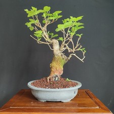 PRE BONSAI  DI GELSO NERO