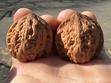 A pair of Wenwan Walnuts hand