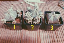 Astrophytum cultivar latent