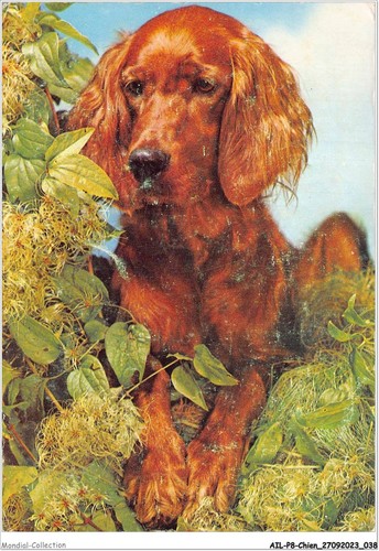 Ailp8 0732 cane setter - ailp8-0732,