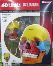 Puzzle anatomico 17 PARTI