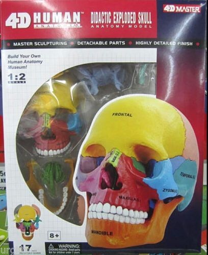 Puzzle anatomico parti - puzzle,