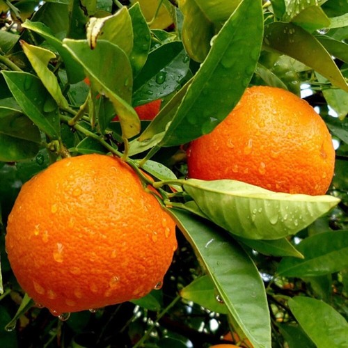Albero frutto pianta - albero,