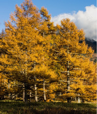 3 Japanese Larch Plants(Larix