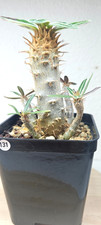 Stenanthum Pachypodium  ️ -