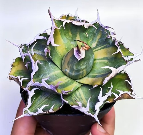 Agave titanota crab - titanota, 'striata