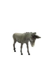 Asino in Piedi Landi