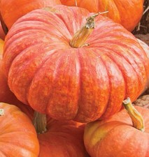 15 semi Zucca Cenerentola  Rouge Vif de Etampes