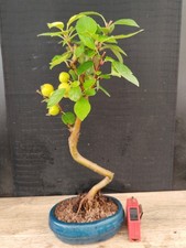 bonsai di melo   h 42 cm