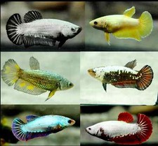 Lotto femmine betta - femmine,