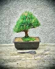 Pinus uncinata "Nana" -