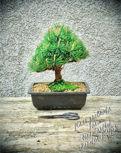 Pinus uncinata nana - pinus,