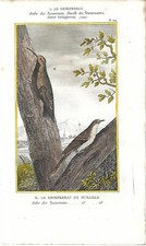 Stampa antica UCCELLI