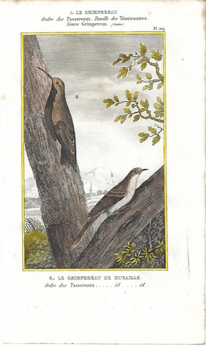 Stampa antica uccelli - stampa,