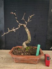 bonsai di melo   h 37 cm
