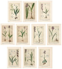 Stampe antiche ORCHIDEA ORCHIS
