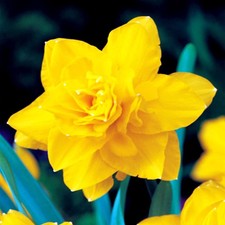 Narcisi bulbi di fiori cipolle fiori Narciso doppio Golden Ducat 25 pz.