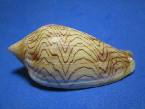 Amoria undulata lamarck 1804 - undulata,