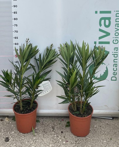 Pianta oleandro nerium vaso - di,