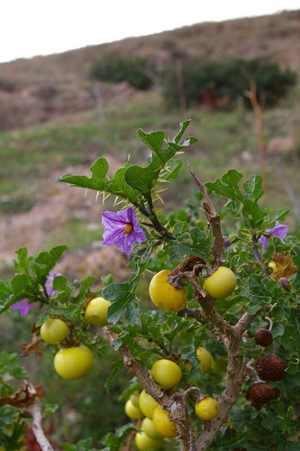 Solanum linnaeanum pomo - pomo, di